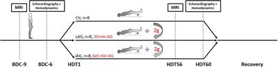 Limited Effect of 60-Days Strict Head Down Tilt Bed Rest on Vascular Aging